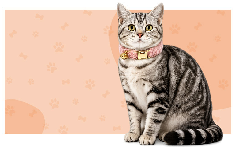 Custom cat products