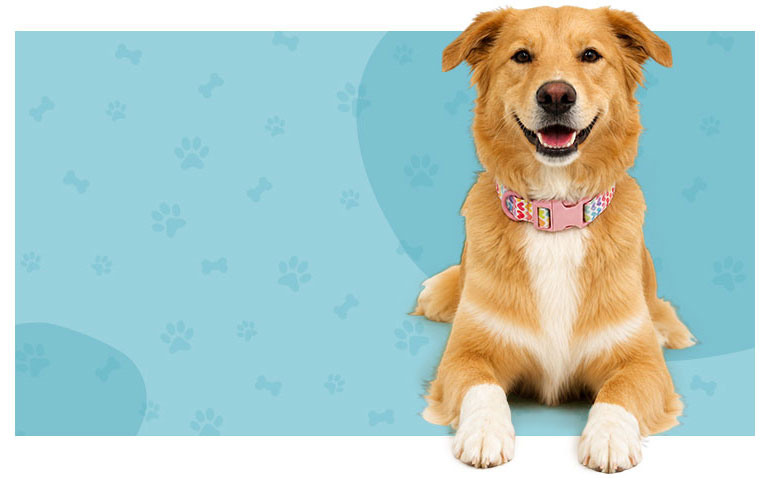 Custom dog products